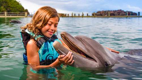 Dolphin Swim (5)
