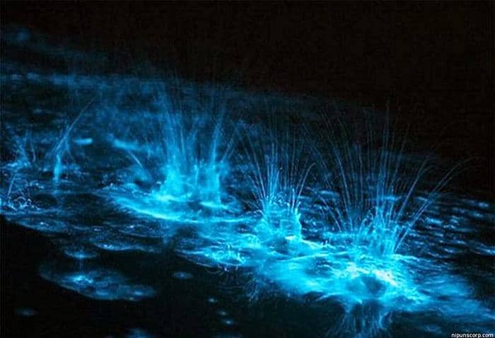 Luminous Lagoon (2)